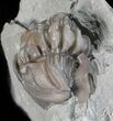 Wide, Enrolled Flexicalymene Trilobite - Ohio #61012-2